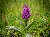 Knabenkraut Orchidee